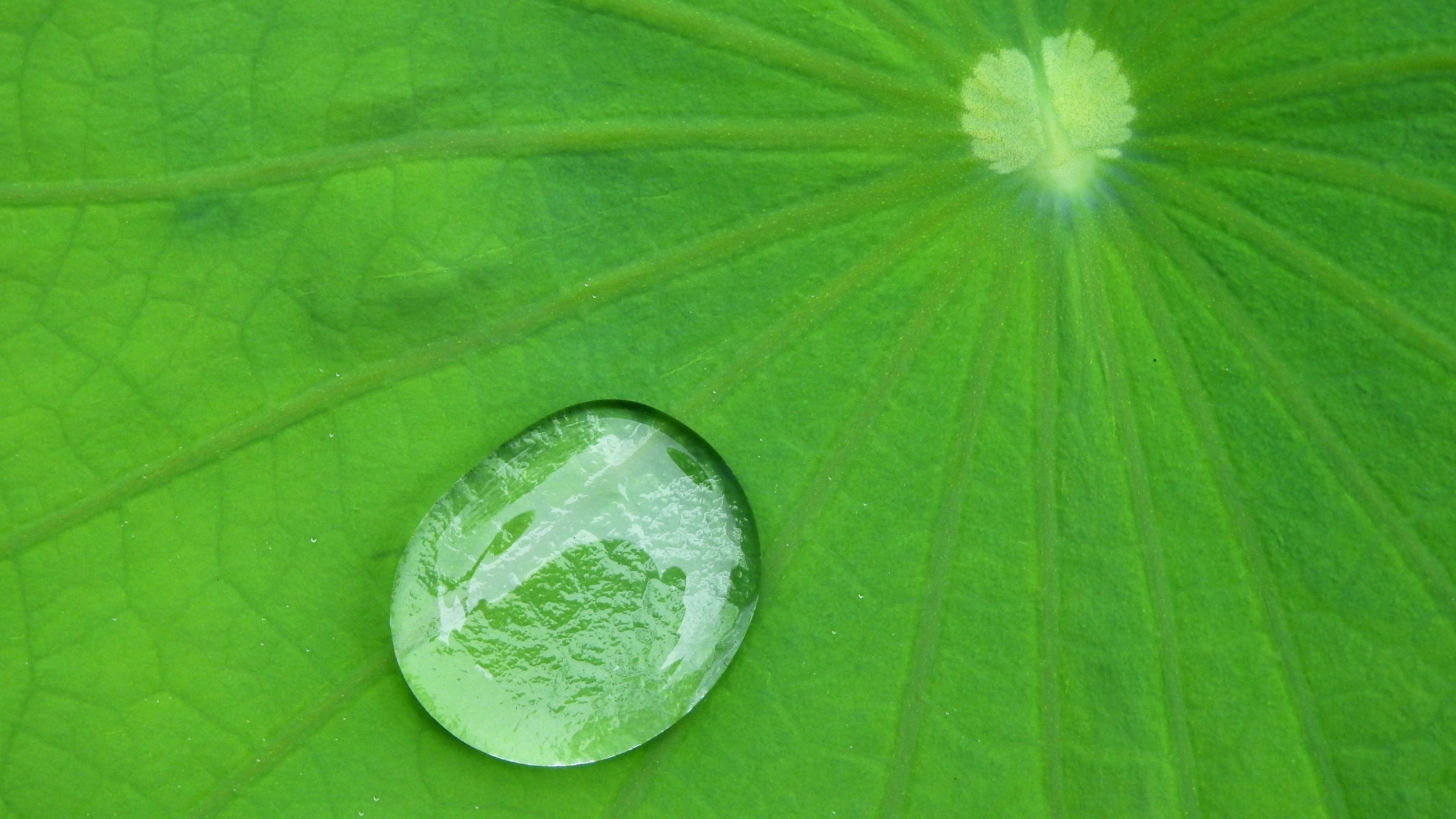 Biomimetics Processing Technology (RYODEN)
