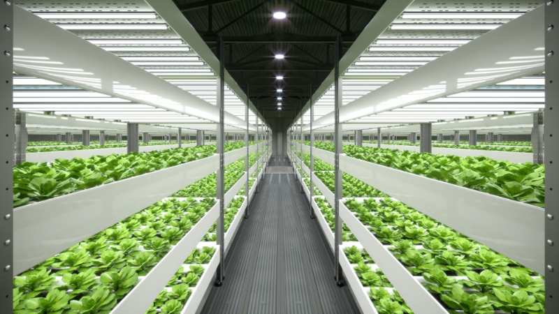 Factory-Grown Vegetables